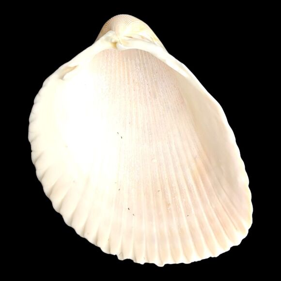 Lot 9 Atlantic Giant Cockle Shells Dinocardium Vobustum Nautical Seashells Beach - Picture 11 of 16